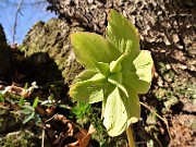 27 Elleboro (Helleborus niger) in fruttescenza